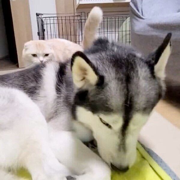 犬が寝ようとしたら、猫も突然コテンと寄り添う。「可愛いが渋滞する光景」に思わず見惚れち…