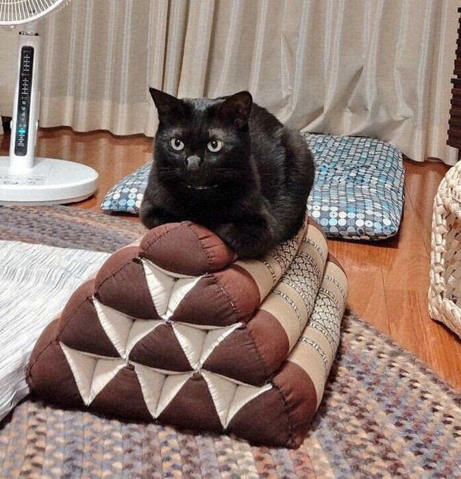 「座りにくくない？」　猫の「お気に入りの場所」の居心地に疑問をもつ飼い主