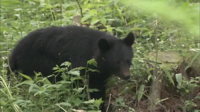 ⚡｜【速報】クマに襲われたか…男性死亡　わなにかかったクマの直近で倒れている所を発見