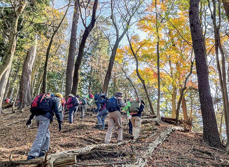 Walking with the Hadano City Mountaineering Association Autumn foliage climbing for intermediate climbers Hadano City
