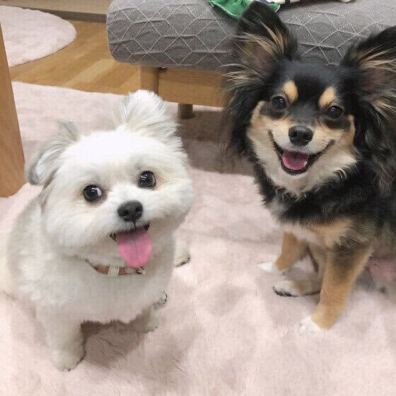 犬の竹串や爪楊枝の誤飲は命に関わることも　 散歩中の拾い食いや誤飲・誤食の事故を防ぐた…