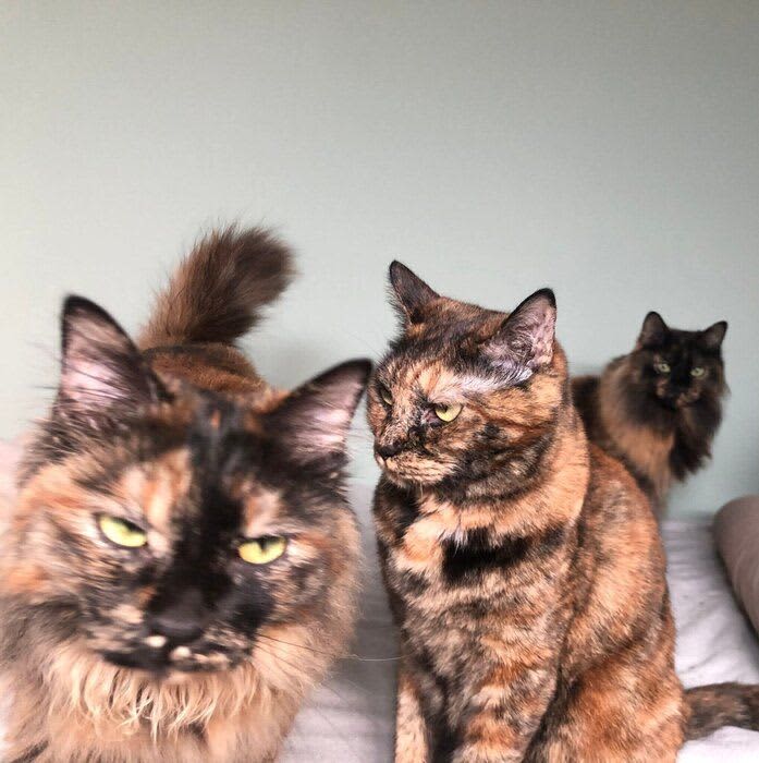 腹ペコのあまり「ギラついた」サビ猫三姉妹が話題　　まるでロックバンドのアーチスト写真の…