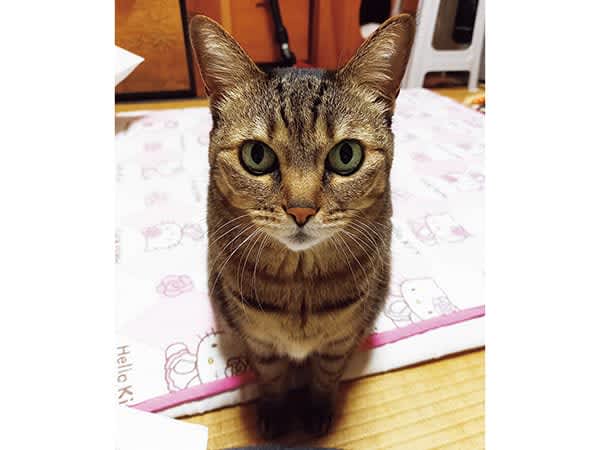 【ペットのきもち】vol.226みゃーこ