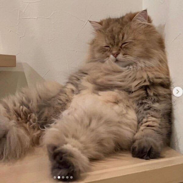 うとうとしながら階段で座る猫　まるで「酔い潰れたおじさん」のような姿が可愛すぎる