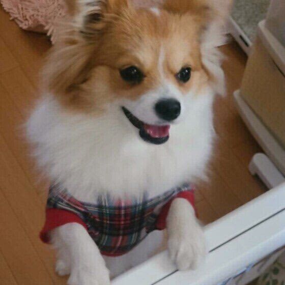 犬が飼い主さんをお出迎えする心理　どう対応すればいい？　