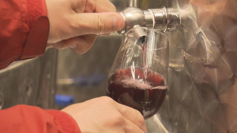 ``It's going to be a big vintage'' Wine preparation is at its peak in Tsuruoka City, and grapes are growing smoothly...