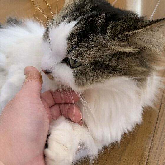 気づいてた？　猫は飼い主さんの「素行調査」をしている可能性あり