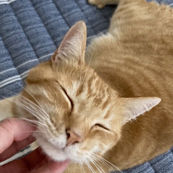 聞いている飼い主さんにも健康効果が?!　猫の「ゴロゴロ音」のヒミツ