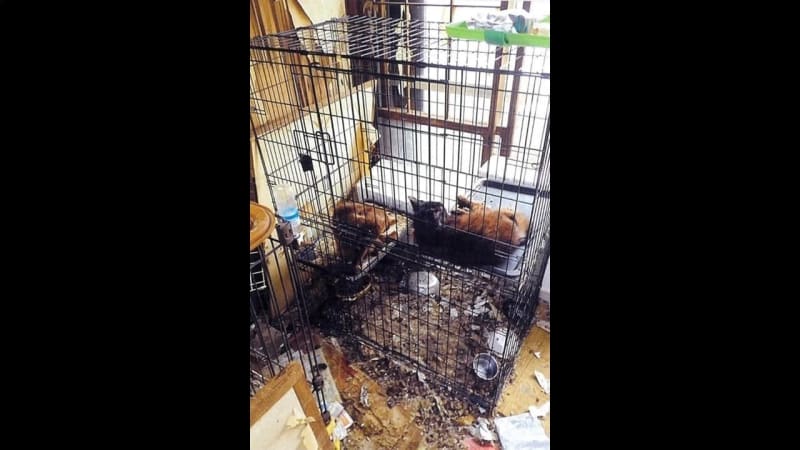 Couple who kept XNUMX dogs and cats with excrement piled up on them for ``abuse'' were sent to prosecutors ``They cheated by laying down newspapers''