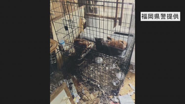 Pet salon owners sent to prosecutors for keeping pets covered in filth at home
