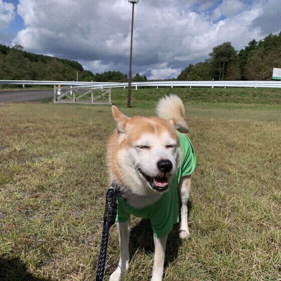 犬がティッシュやトイレットペーパーを食べてしまったときの対処法