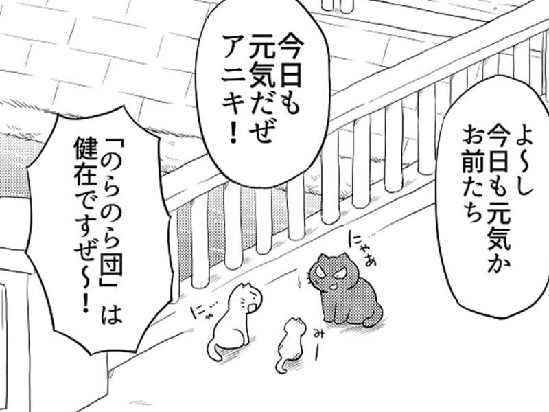 “We waited” for a group of stray cats in the city, but then something happened?