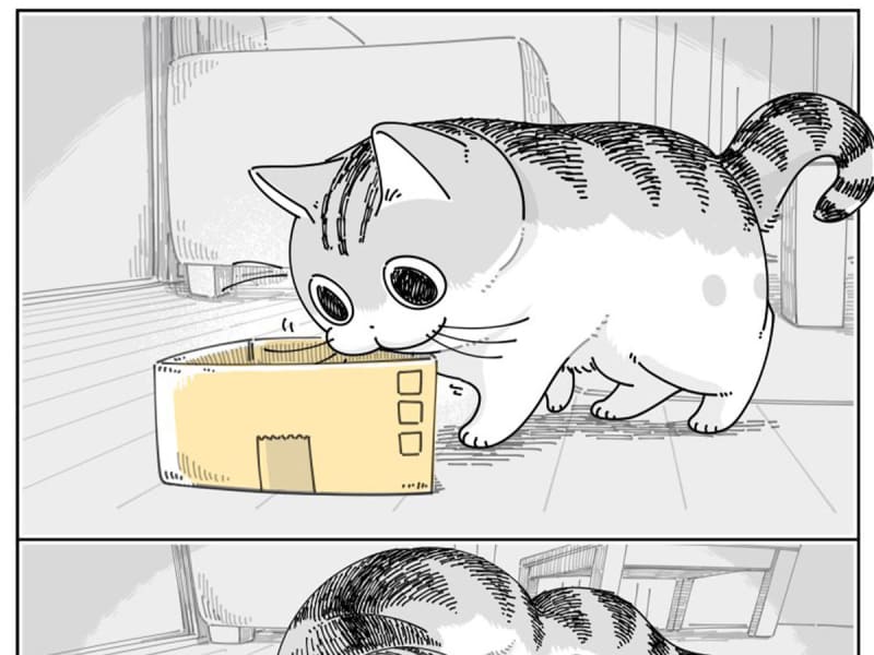 A small box that a cat might put in but can't. The ending is ``precious'' and ``that's true.''