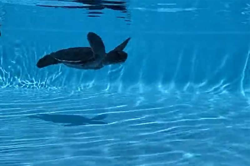 Sea turtle swimming gracefully underwater... ``The last thing the zookeeper's iPhone saw'' brought tears to the eyes of the internet: ``That's so unreasonable.''