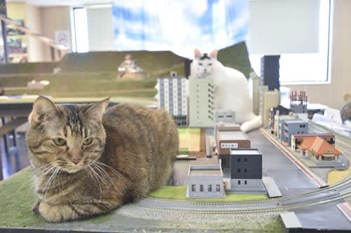Popular cafe where you can interact with rescued cats Ise Diorama Restaurant also holds adoption events in Mie