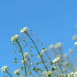 Saitama University and Yamaguchi University succeed in visualizing the moment a plant senses a "smell"
