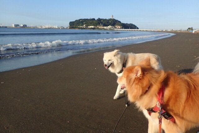 空気を読む犬の能力【穴澤賢の犬のはなし】