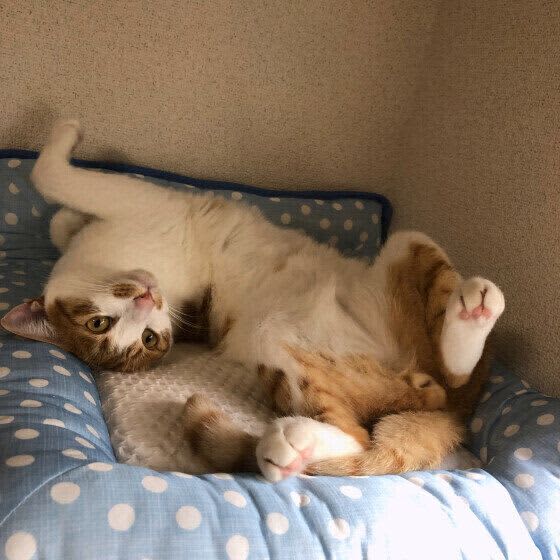 いつだって思い出せるあのとき「うちの猫を迎え入れた体験」を調査　子猫を拾ったときにすべ…
