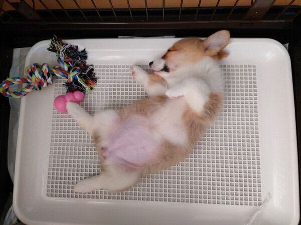 お迎え翌日に「トイレの上でヘソ天」していた子犬が、もうすぐ2才に！　成長ぶりにグッとくる