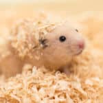 Hokkaido University discovers that hibernation returns body temperature rhythm to summer pattern