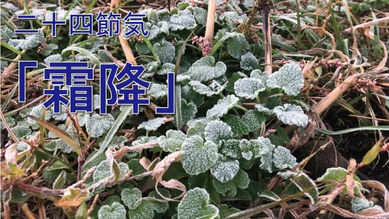 “Twenty-four seasonal frosts” News of the first frost from Asahikawa