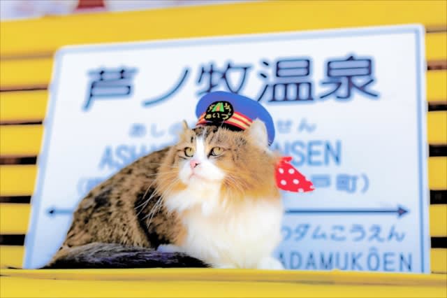 Sakura will be appointed as the third honorary cat stationmaster at Aizu Railway Ashinomaki Onsen Station. Inauguration ceremony will be held on November 3th in Aizuwakamatsu City, Fukushima Prefecture