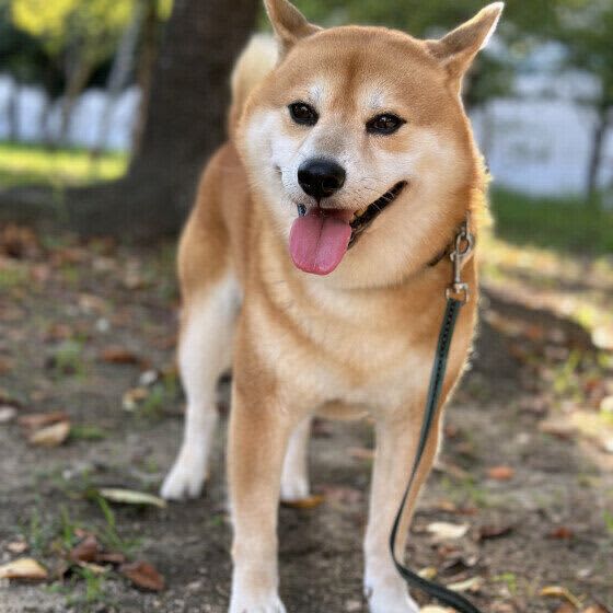 どうにか避けたい！　愛犬家同士の対人トラブル3選