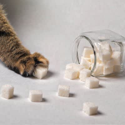 Is sugar a no-no for cats? 3 reasons why it's dangerous and what to do in case of an emergency