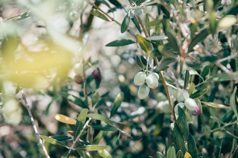 Harvest experience too!Hiking too!Marche too!“Oji Olive Harvest Festival” held in Nara