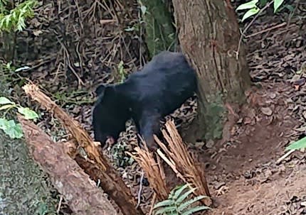 富士山スカイライン周辺でクマの目撃情報　富士山はクマの生息地…「山間部に入る際は注意を」　静岡…