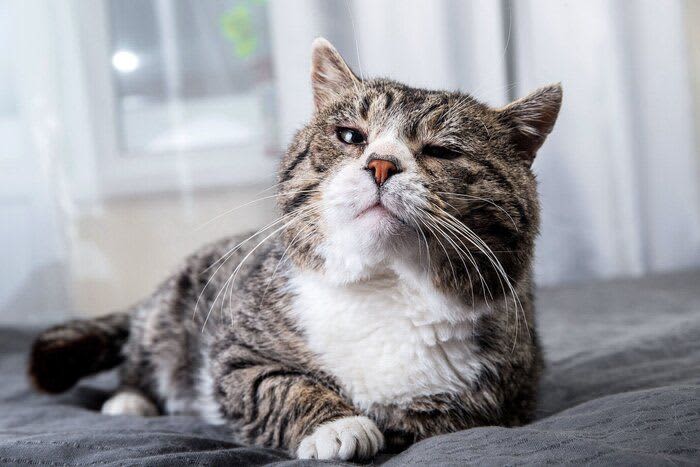 猫の老化と間違えやすい病気　年だからと見過ごしたくない猫の変化は