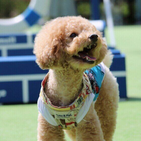 信頼する相手だけに見せる態度は？　「しぐさ」で分かる犬の気持ち