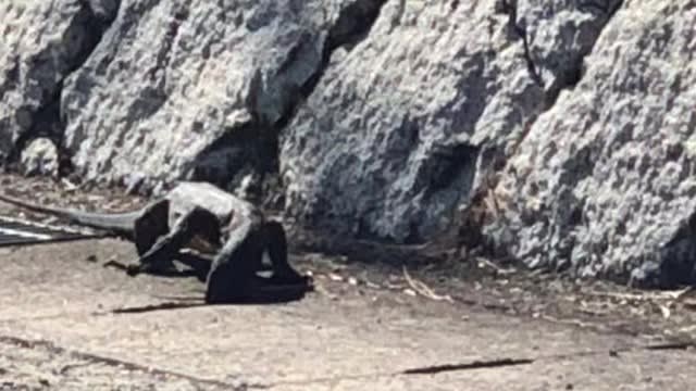 ⚡｜【速報】小豆島の「大型トカゲ」 27日午後に捕獲　香川