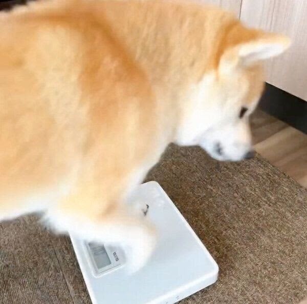 体重計に自ら乗って、“ドヤ顔”でピシッと静止！　柴犬の賢い行動にビックリ