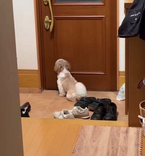 大好きなお兄ちゃんが帰宅し、玄関で歓迎のスタンバイをする犬　行動から読み取れる心理は？