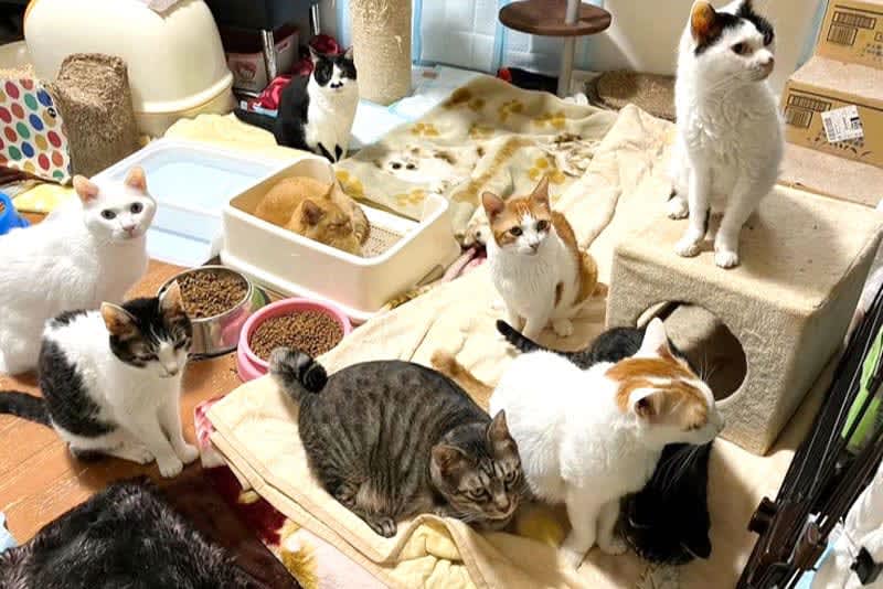 Cat and dog rescue "Nekohige House" moves to new shelter Calls for support for cats 115 cats are elderly...