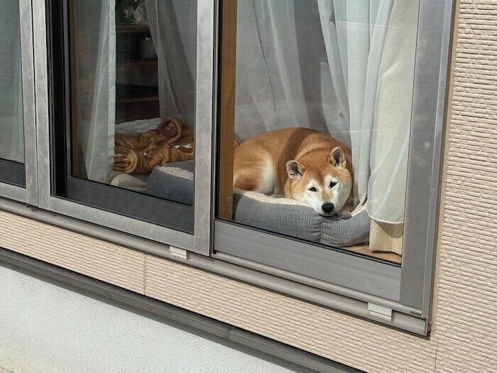 飼い主の見送りも出迎えもしない超省エネモードで生きる柴犬マロたん