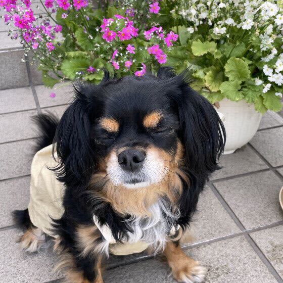 犬を興奮させすぎるのはNG？　犬が興奮しやすいシーンも解説！