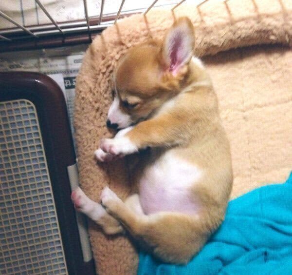 お迎え初日にリラックスした様子で寝ていた子犬が、成長して8才に！　いまでは家族を癒す大…