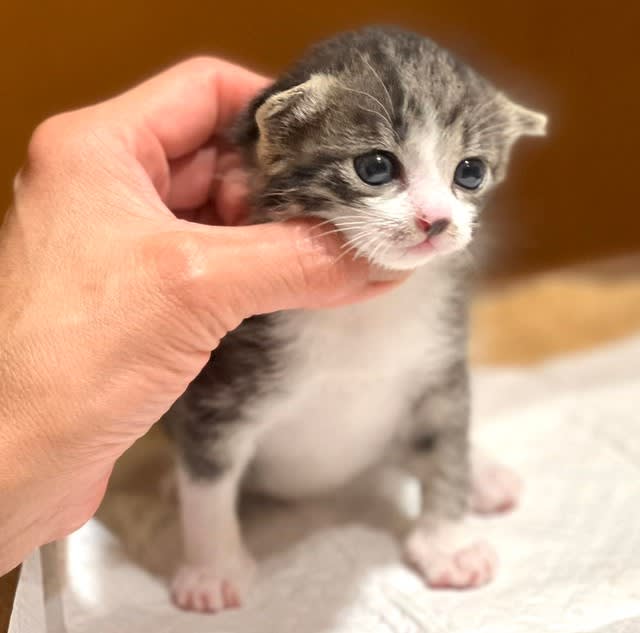``Hey, are you new?'' A 2g kitten rescued at 74 days old warmly welcomed by 18 native cats ``Excellent...