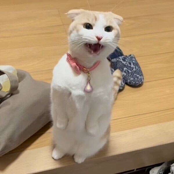 帰宅する飼い主をお出迎えするのがルーティンの猫　「ワクワクする姿」にほっこり