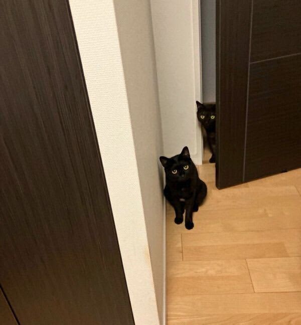 「夜食」を楽しみにしている兄妹猫　1時間前から飼い主の様子をうかがい、圧をかける姿が可…