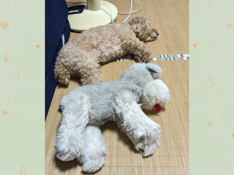 どっちが本物？思わず「犬…？」と一瞬戸惑ってしまう瞬間写真【犬の日投稿企画】