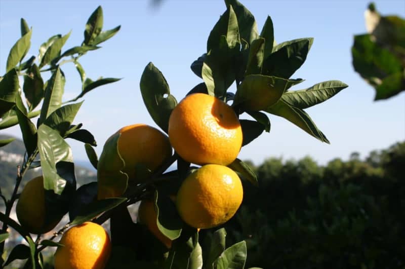 [Ito City, Shizuoka Prefecture] All-you-can-eat mandarin oranges for 500 yen per person! "Wenzhou mandarin orange picking" is being held