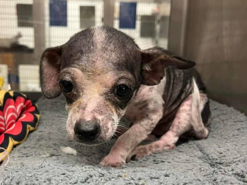 A dog suffering from a severe skin disease was surprised by its current appearance: ``What a change'' and ``It's so cute!''