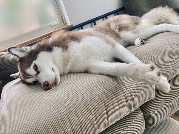 黙って視線を送り「おなかを撫でろ」の合図をする犬　「撫でられて当然」な態度が愛おしい！