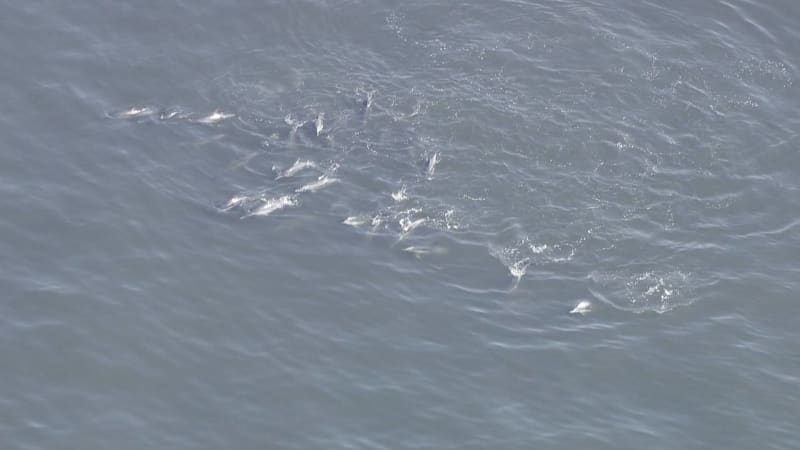 【速報】神戸市の六甲アイランド沖に20頭近くのイルカの群れ「エサが多く、迷い込…