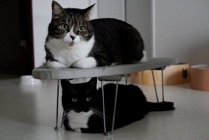 アイロンの準備をしていたらやってきた愛猫　 使い方が「二段ベッドみたい」でかわいい