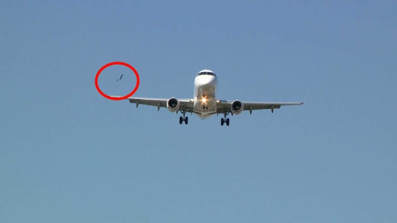 「大惨事招きかねない」福岡空港で相次ぐバードストライク　対策はある？