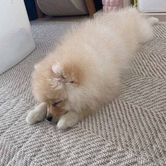 子犬とシニア犬は急に「電池切れ」しやすい？寝落ちしたカワイイ犬たち